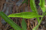 Carolina false vervain